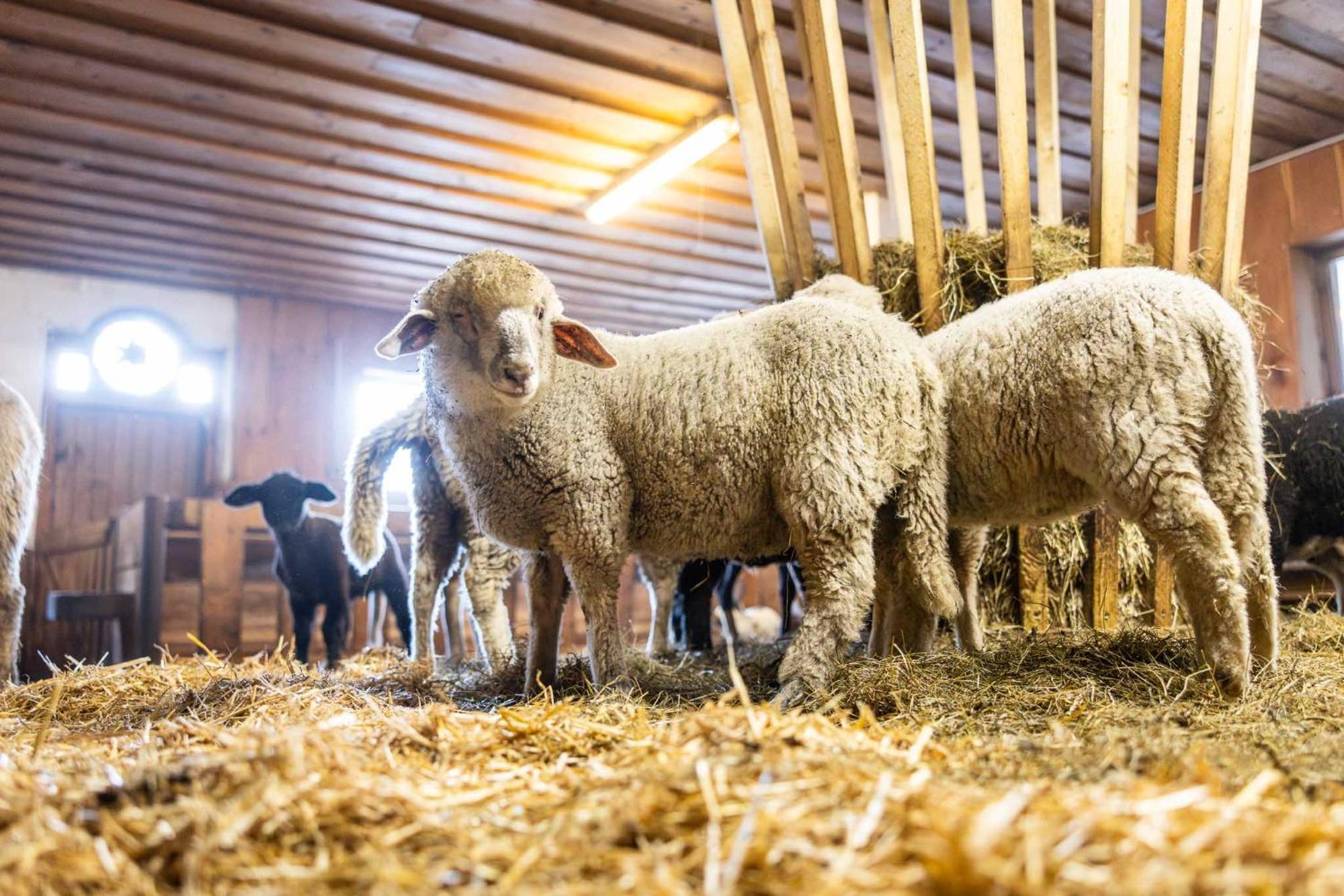 Der Lammhof - Kaswurm Apartmán Wagrain
